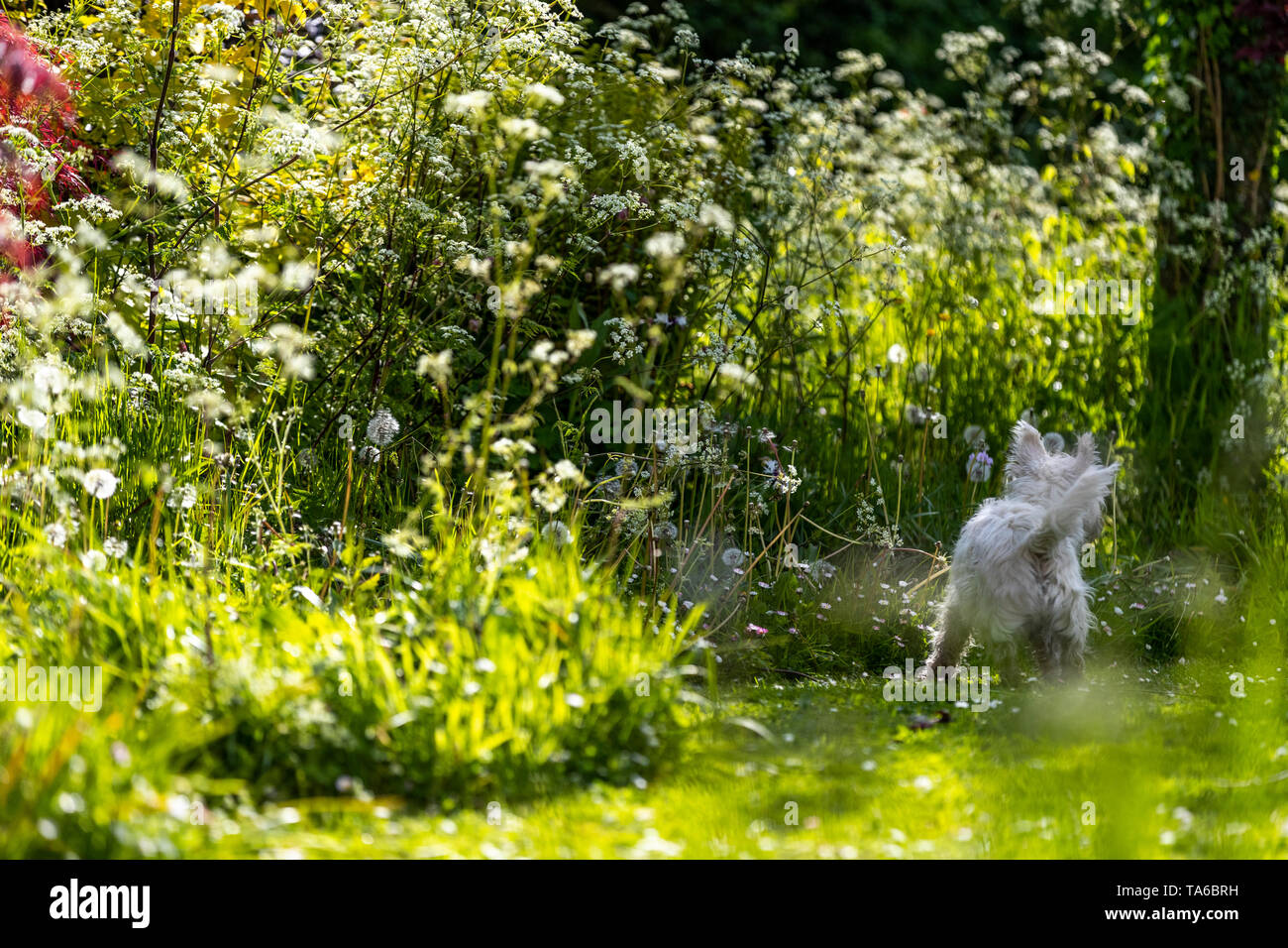 Eric und Ernie, witzige Namen von Comedy greats für zwei West Highland White Terrier Schwestern, spielen in einem Garten. Stockfoto