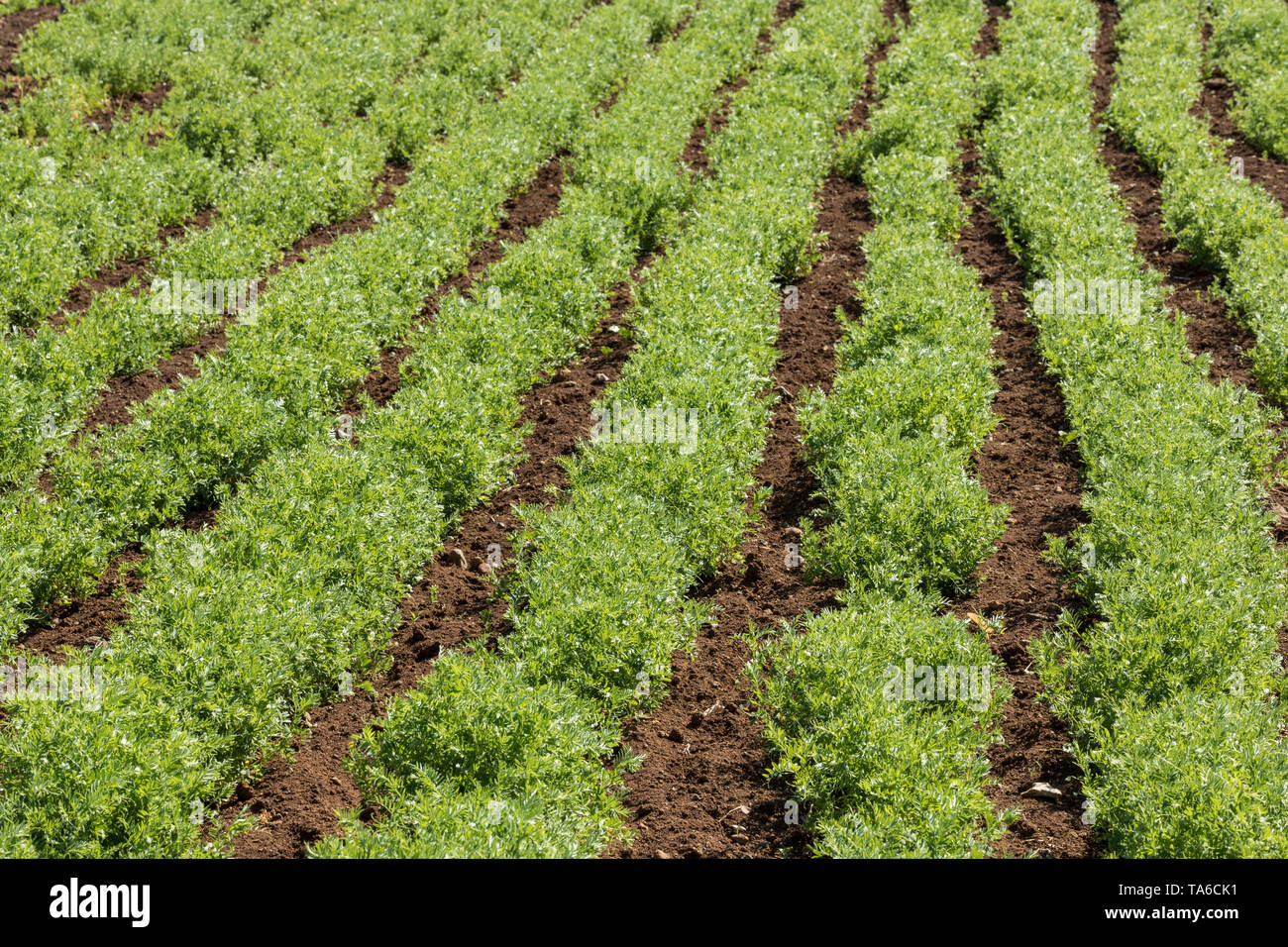 Linsen- Feld. Reihen von Linsen Pflanzen. Landwirtschaft Stockfoto