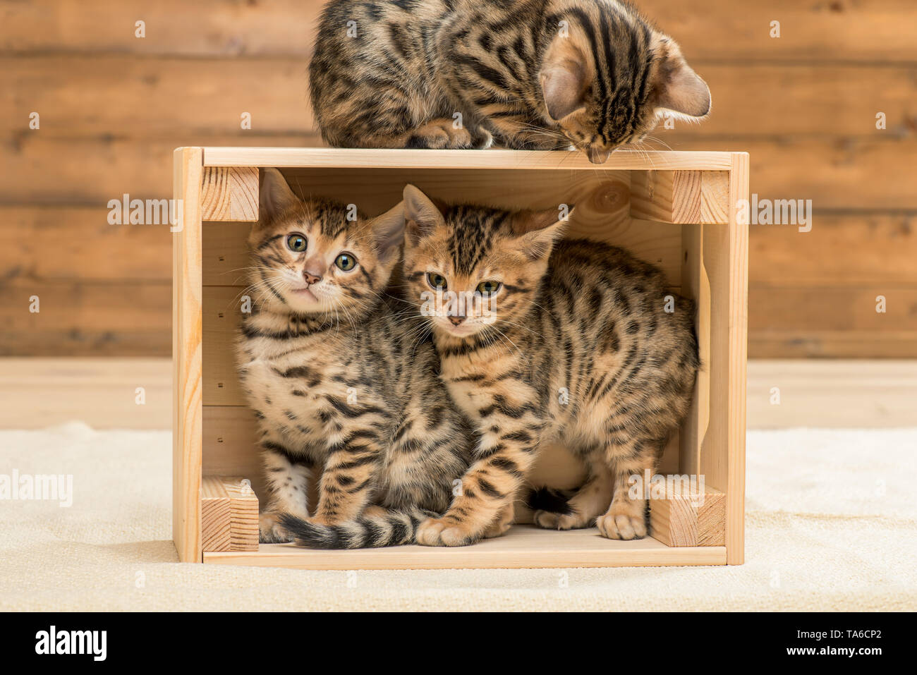 Kätzchen spielen in der Holzkiste, drei Bengal Kätzchen Stockfoto