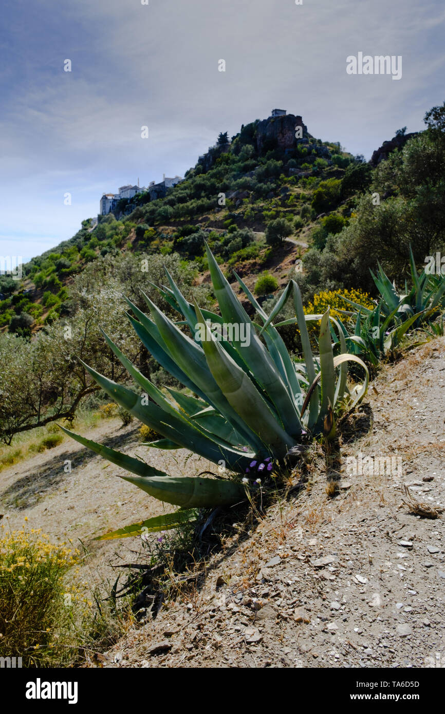 Riesige Aloe Vera auf den Pisten von Comares, Axarquia, Malaga, Andalusien,  Costa del Sol, Spanien Stockfotografie - Alamy