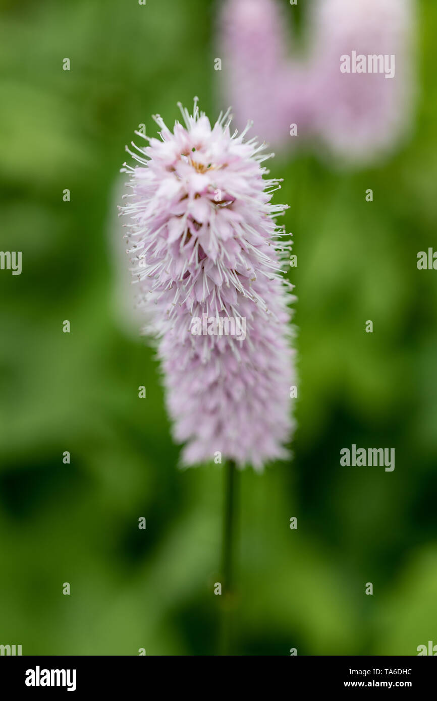 Die persicaria affinis uperba' Stockfoto