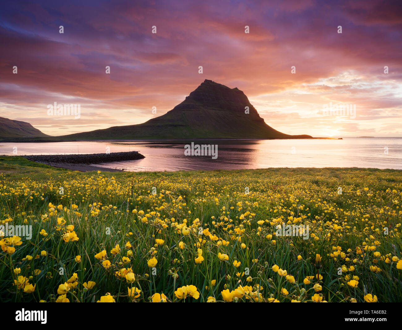 Kirkjufell Berg in der Nähe Grundarfjordur Stadt, Island. Landschaft mit gelben Blumen, die auf das Meer und eine schöne Aussicht auf den Sonnenuntergang Stockfoto