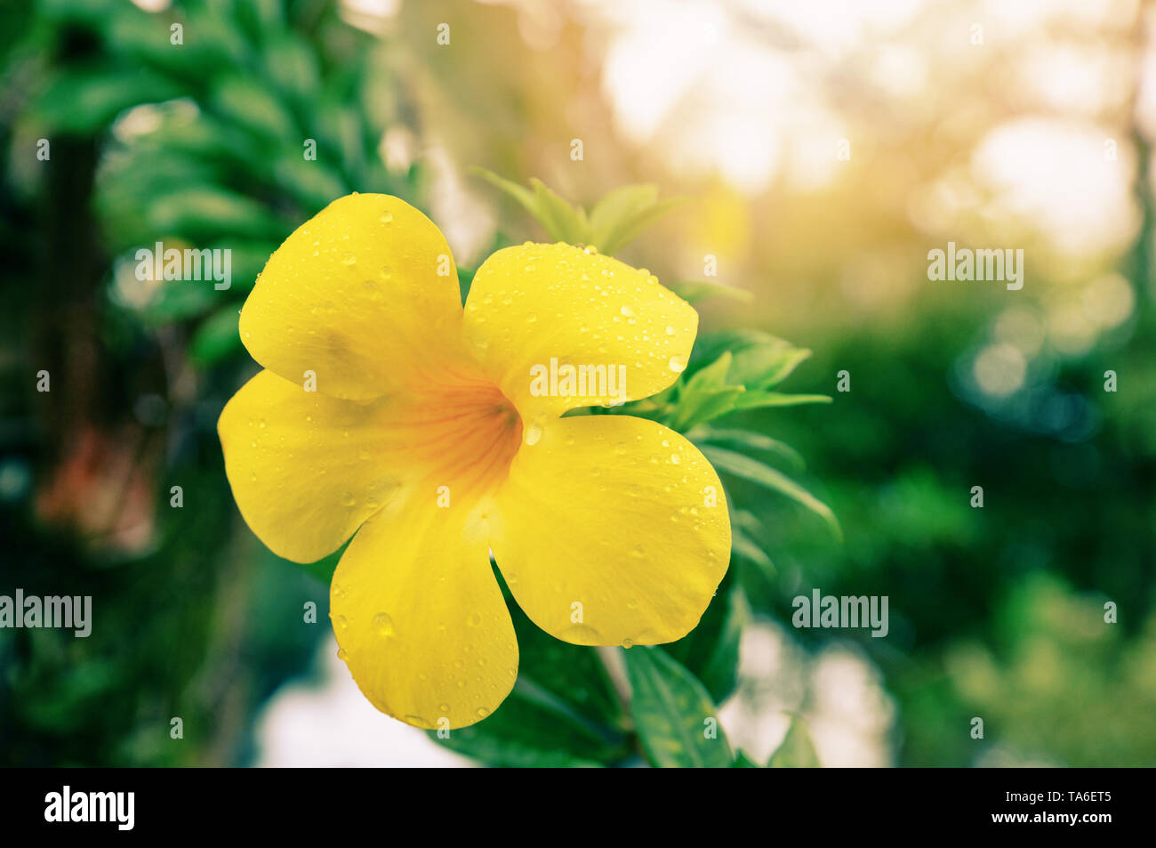 Allamanda Blume/vintage Farbe gelb Blume allamanda auf Baum im Garten mit Tropfen Wasser nach dem Regen - Andere Namen Gemeinsame allamanda oder golden Stockfoto