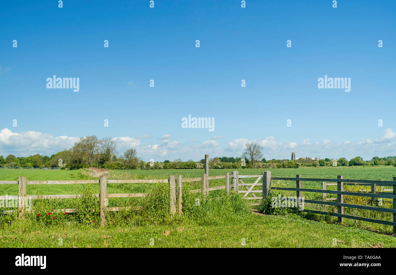 Ländliche englische Landschaft mit Feldern, wilde Gräser, Bäume und alte Münster am Horizont unter hellen Himmel im Sommer, Beverley, Yorkshire, UK. Stockfoto