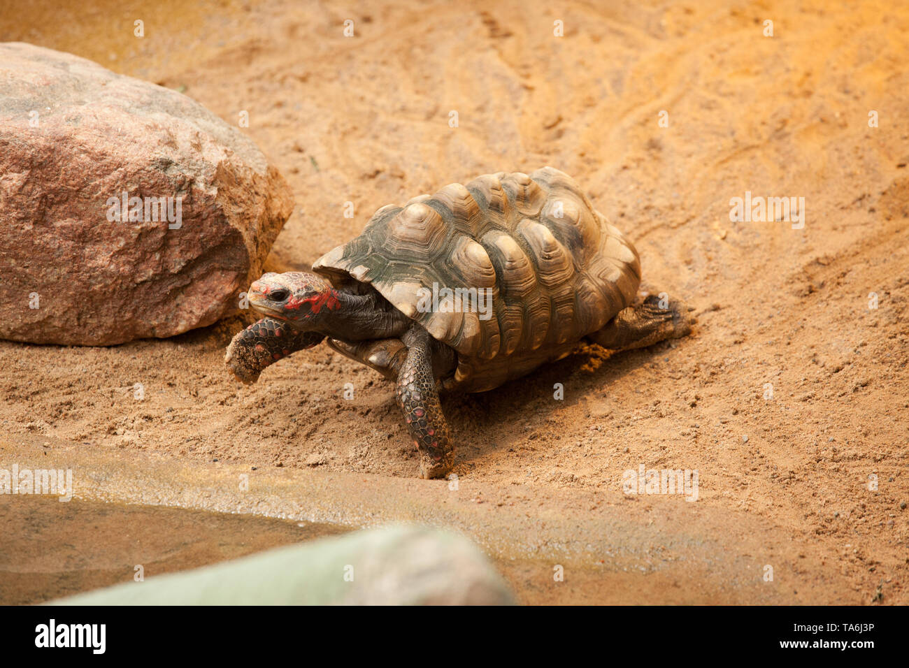 Schildkröte im Zoo für Schwimmen Stockfoto