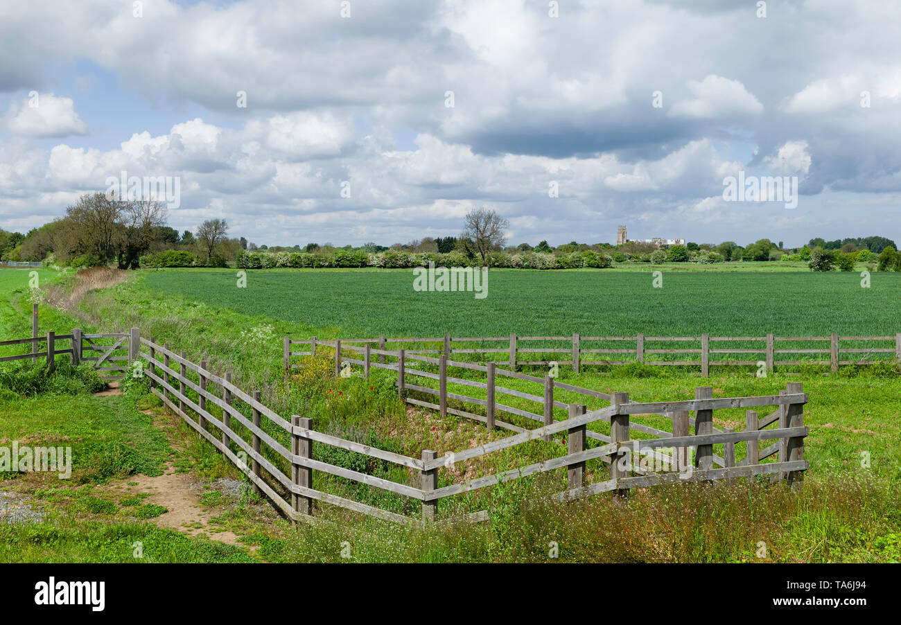 Öffentlichen Fußweg durch die schöne englische Landschaft mit Feldern, wilde Gräser, Bäume und alte Münster am Horizont unter blauem Himmel, Beverley, Großbritannien. Stockfoto