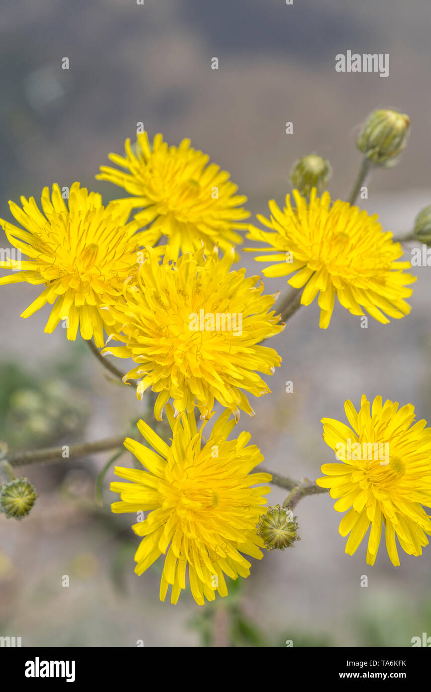 Gelbe Blumen der Asteraceae/Compositae Arten. Gedanken zu grobe Hawksbeard/Crepis biennis. Siehe die Zusätzlichen Anmerkungen Stockfoto