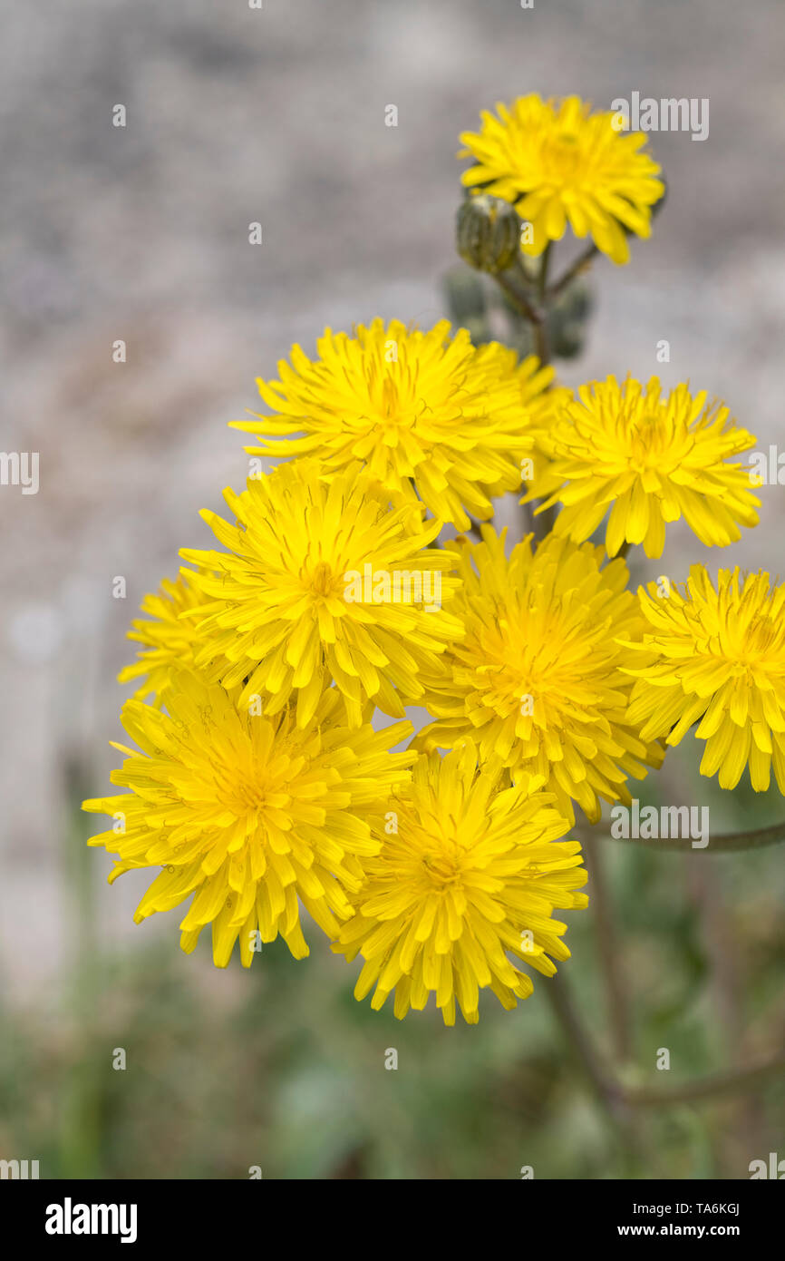Gelbe Blumen der Asteraceae/Compositae Arten. Gedanken zu grobe Hawksbeard/Crepis biennis. Siehe die Zusätzlichen Anmerkungen Stockfoto