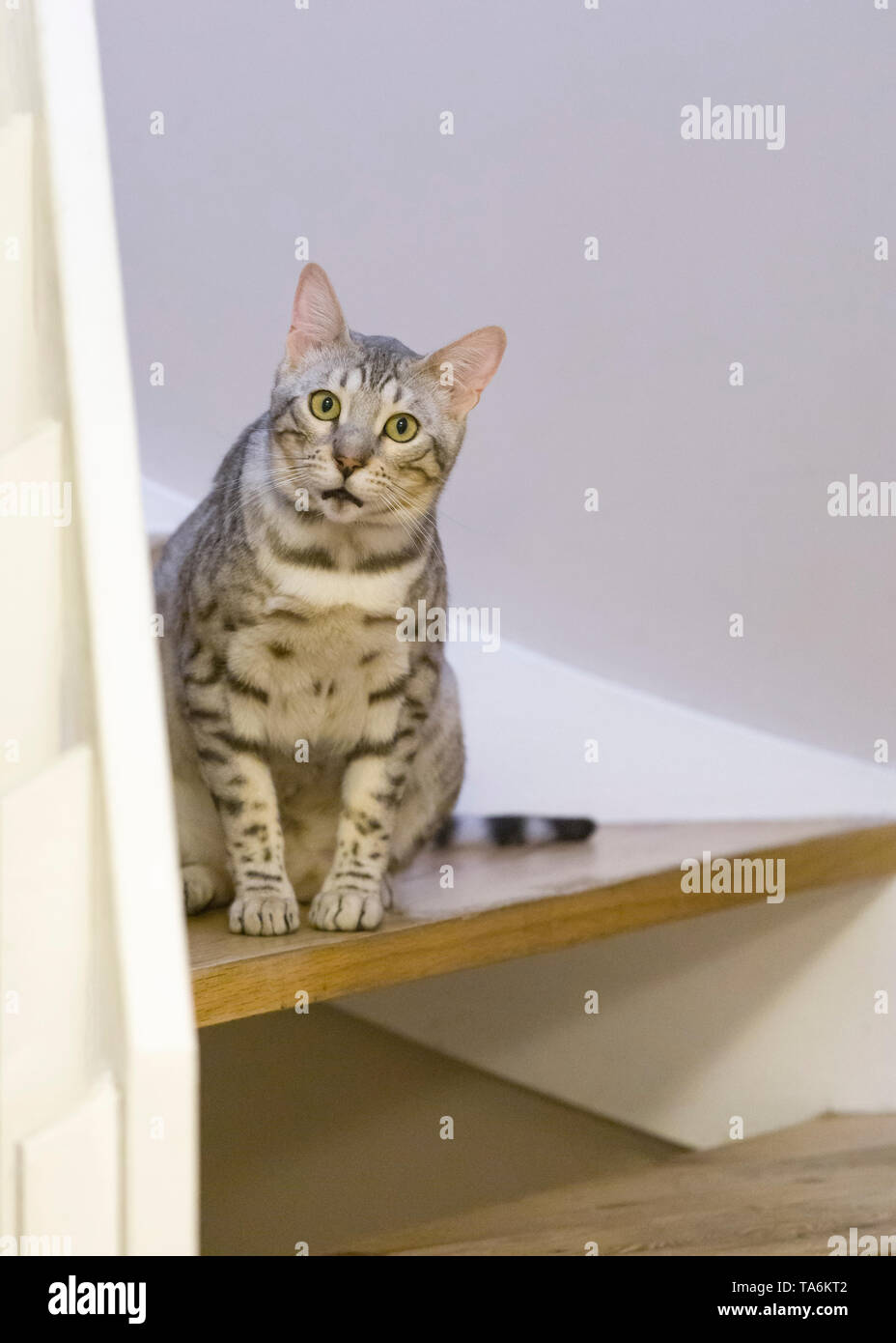 Männlich Bengal Katze sitzt auf der Treppe mit lustigen offenen Mund überrascht den Ausdruck bei Kamera suchen Stockfoto