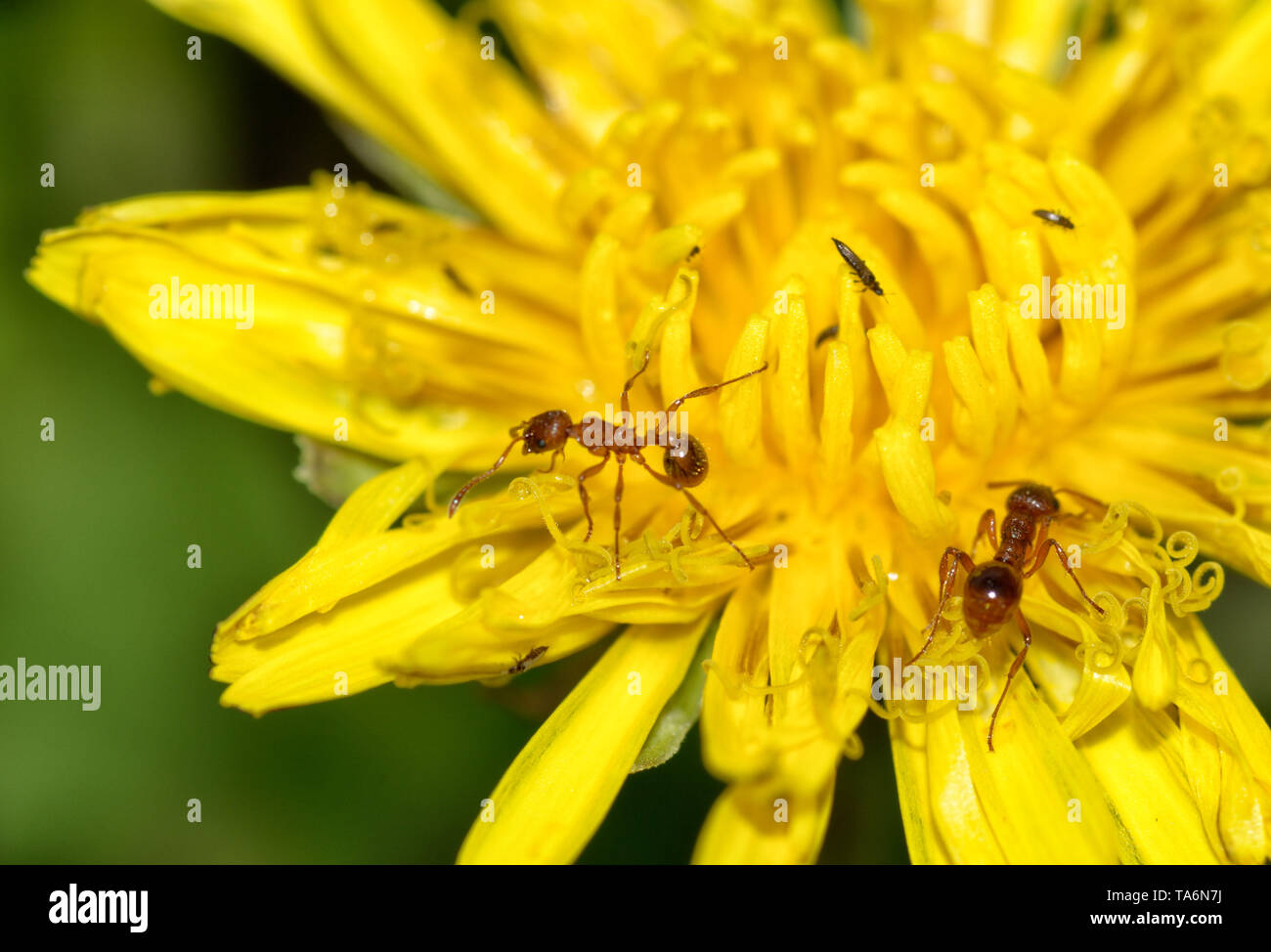 Die Ant sammelt die Pollen von einem Löwenzahn. Er frisst es. Stockfoto