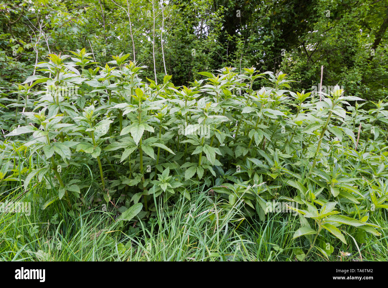 Der Hund Mercurialis perennis (Quecksilber), eine giftige woodland Werk im alten Wald im Frühjahr (Mai) in West Sussex, England, UK. Stockfoto