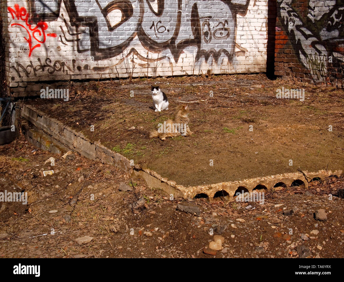 Sitzung Katzen auf dem Hof im Frühjahr, Moskau Stockfoto