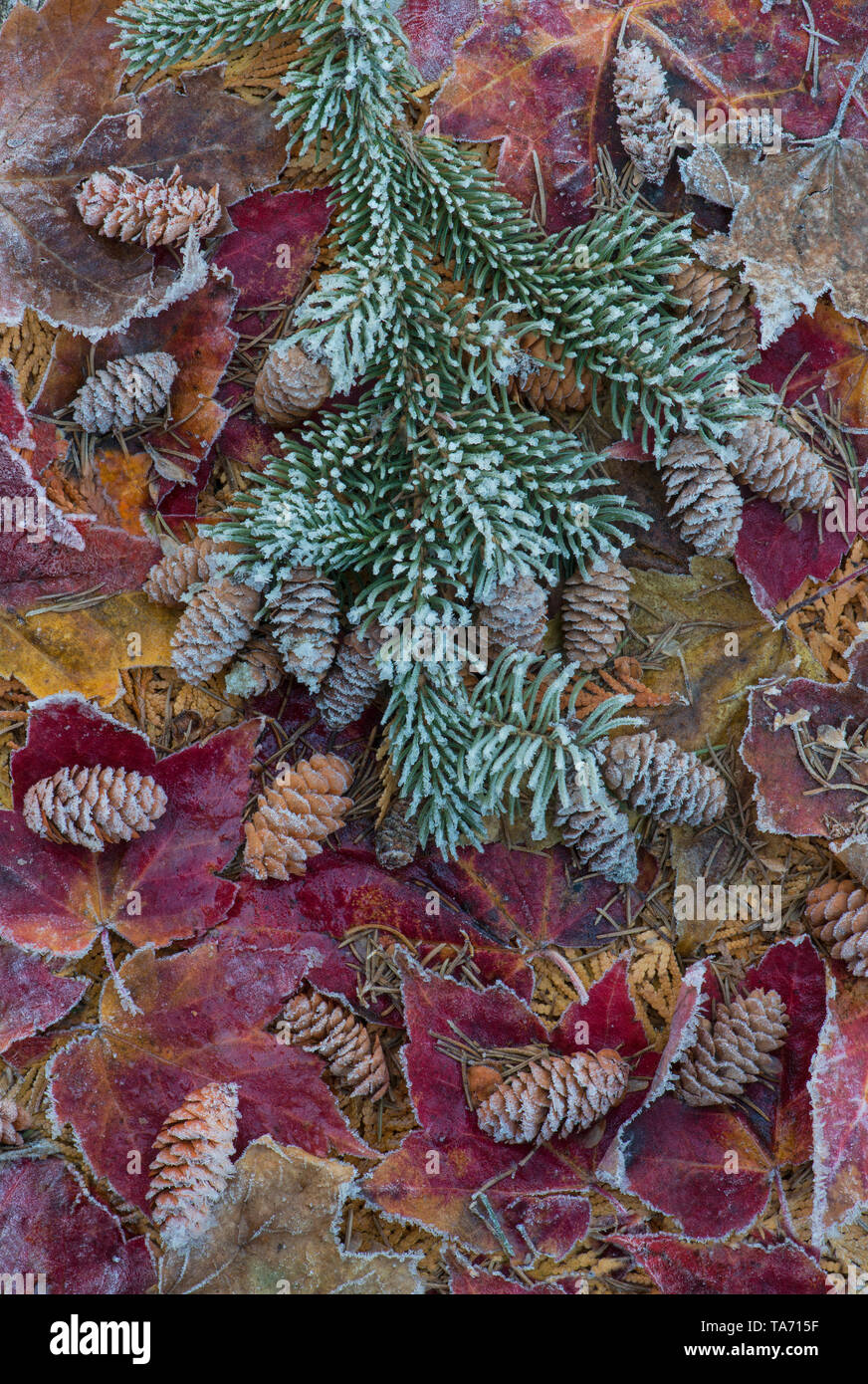 Frost auf Fichte Äste und Kegel, mit frosted Red Maple Leaves (Acer rubrum), E Nordamerika, durch Überspringen Stimmung/Dembinsky Foto Assoc Stockfoto