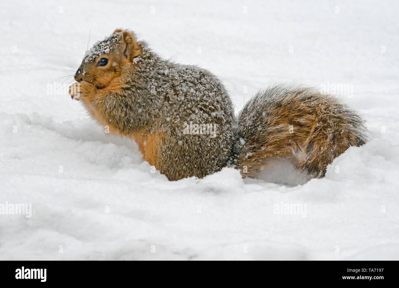 Eastern Fox Eichhörnchen (sciurus Niger) Eicheln Fressen von Winter-Cache, E Nordamerika, durch Überspringen Moody/Dembinsky Foto Assoc Stockfoto