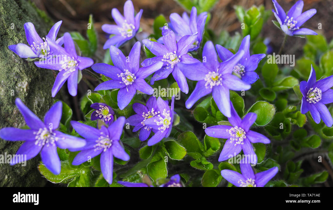 Nahaufnahme von Gemeinsamen oder Anemone Hepatica Bush. Blaue Blumen blühen im April. Hepatica Nobilis Frühling Blumen in der hahnenfußgewächse - Ranunculaceae. Stockfoto