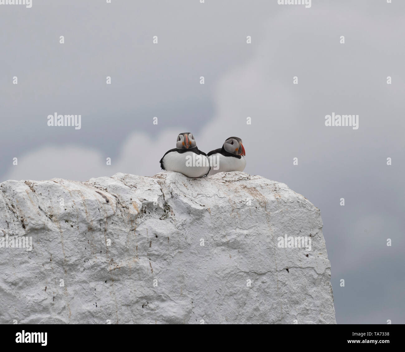 Zwei puffins sitzen auf getünchte Wand Stockfoto