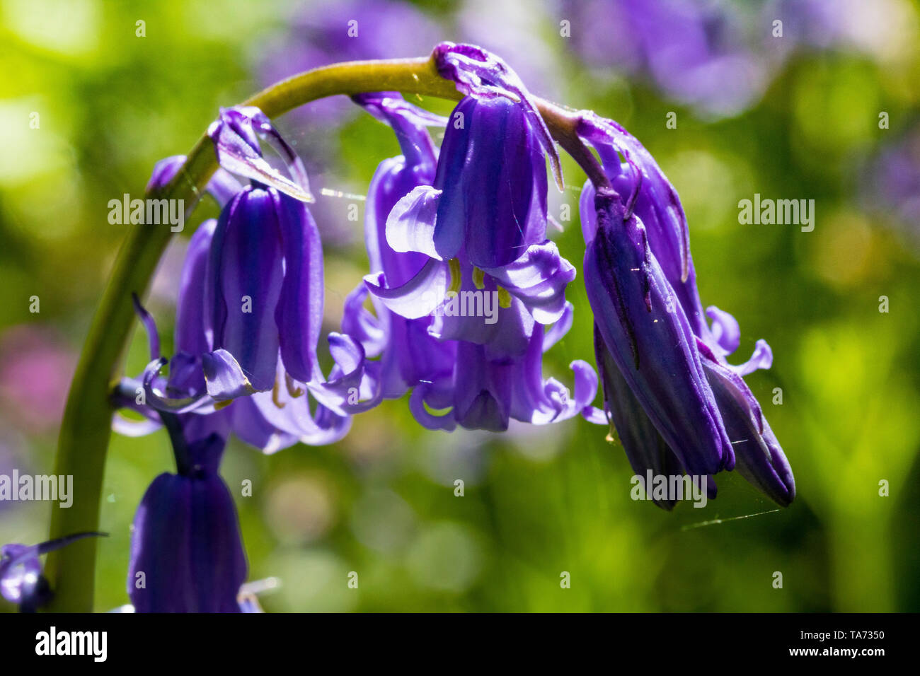 Nahaufnahme Detail einer einzigen Bluebell Blütenkopf (Hyacinthoides non-scripta) unter einem großen Cluster wächst neben dem Fluss Torridge in North Devon. Stockfoto