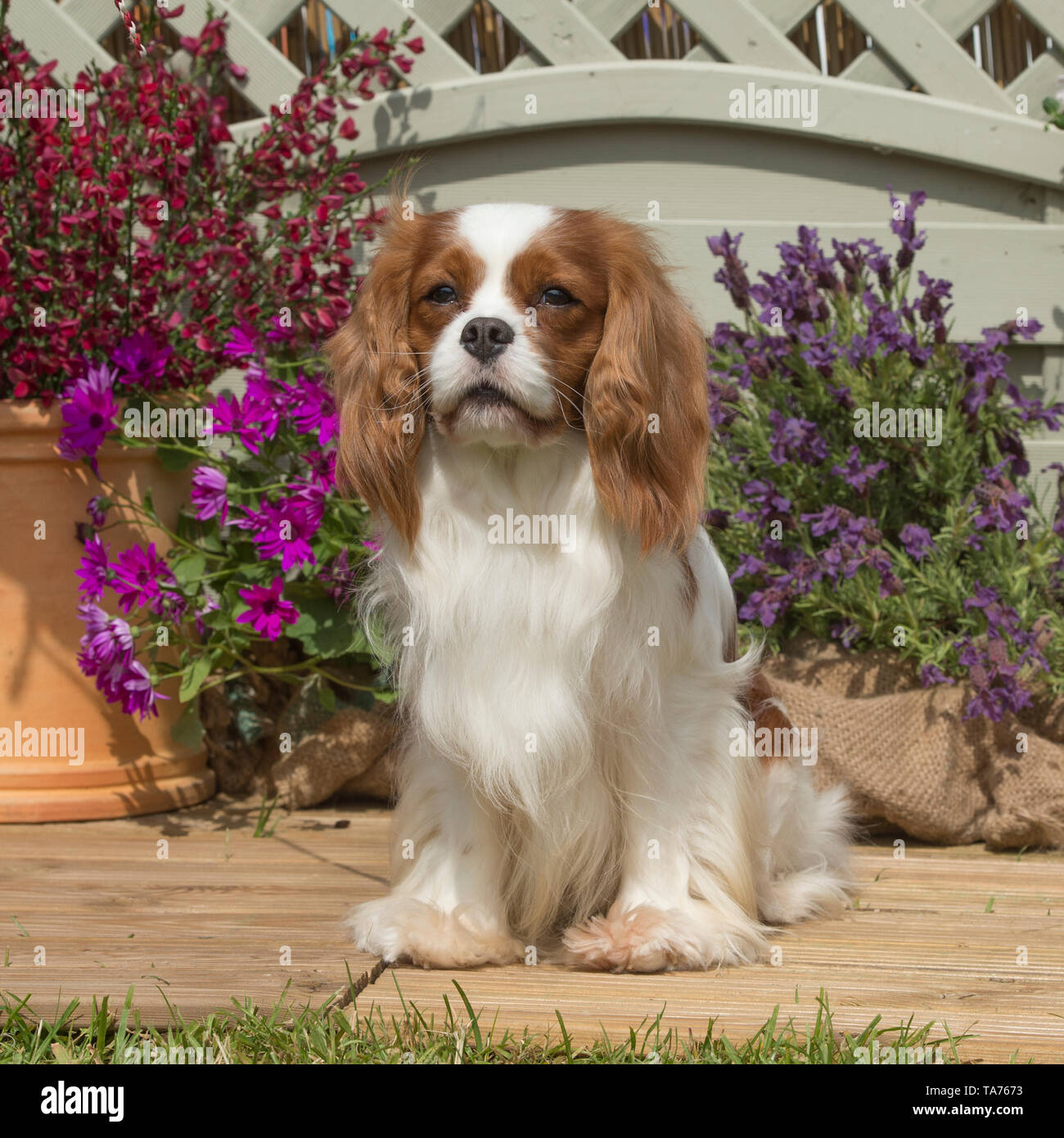 Cavalier King Charles spaniel Stockfoto