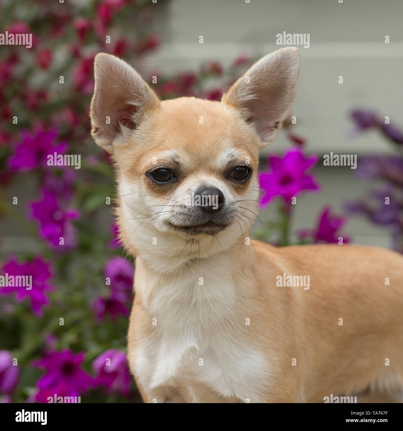 Chihuahua glatt beschichtet Stockfoto