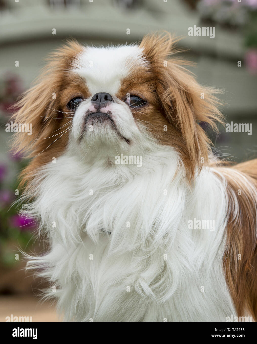 Japanische Kinn Hund Stockfoto