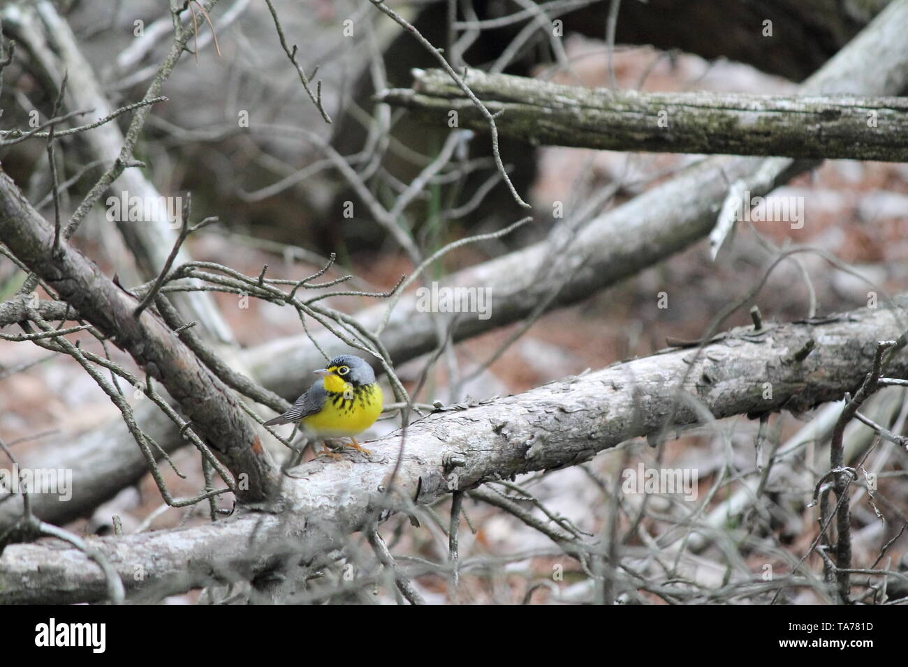 Männliche Kanada warbler stehend auf einem dicken Ast auf den Boden mit den Kopf nach rechts Stockfoto