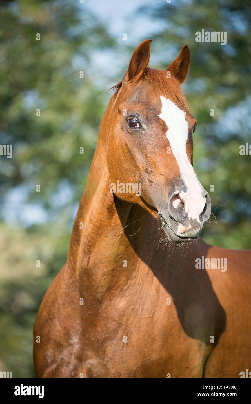 American Quarter Horse. Portrait von Chestnut Mare. Deutschland Stockfoto