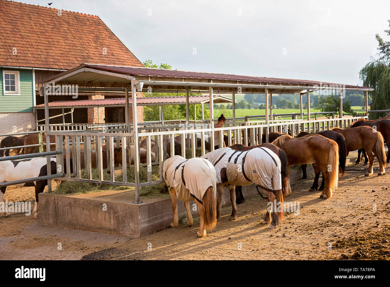 Islandpferd. Pferde Essen in einem offenen stabil. Österreich Stockfoto