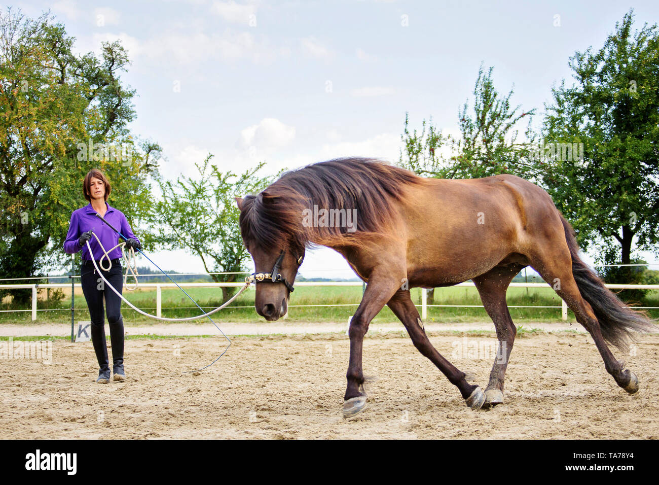 Islandpferd. Trainer lungeing ein Pferd auf einem Reiterhof. Das Pferd erstreckt sich vorwärts-abwärts, Österreich Stockfoto
