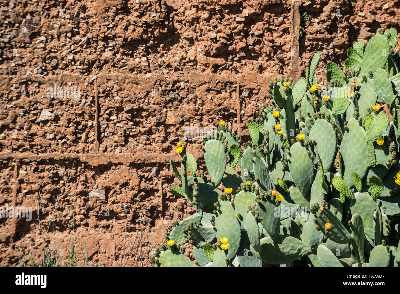 Extremadura, Spanien, Mai 2019 Stockfoto