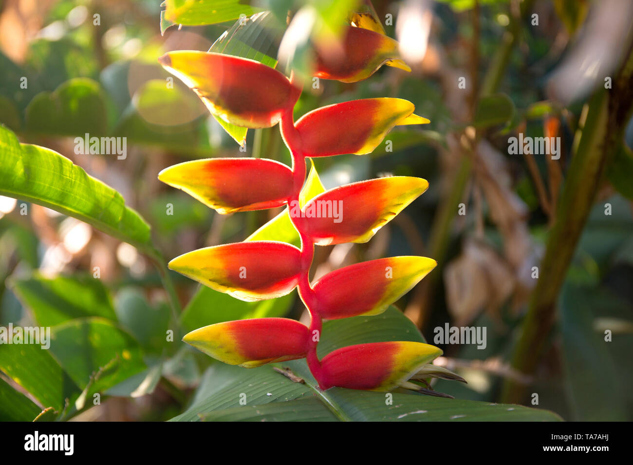 Heliconia tropischen roten und gelben Blumen auf unscharfen Hintergrund. Stockfoto