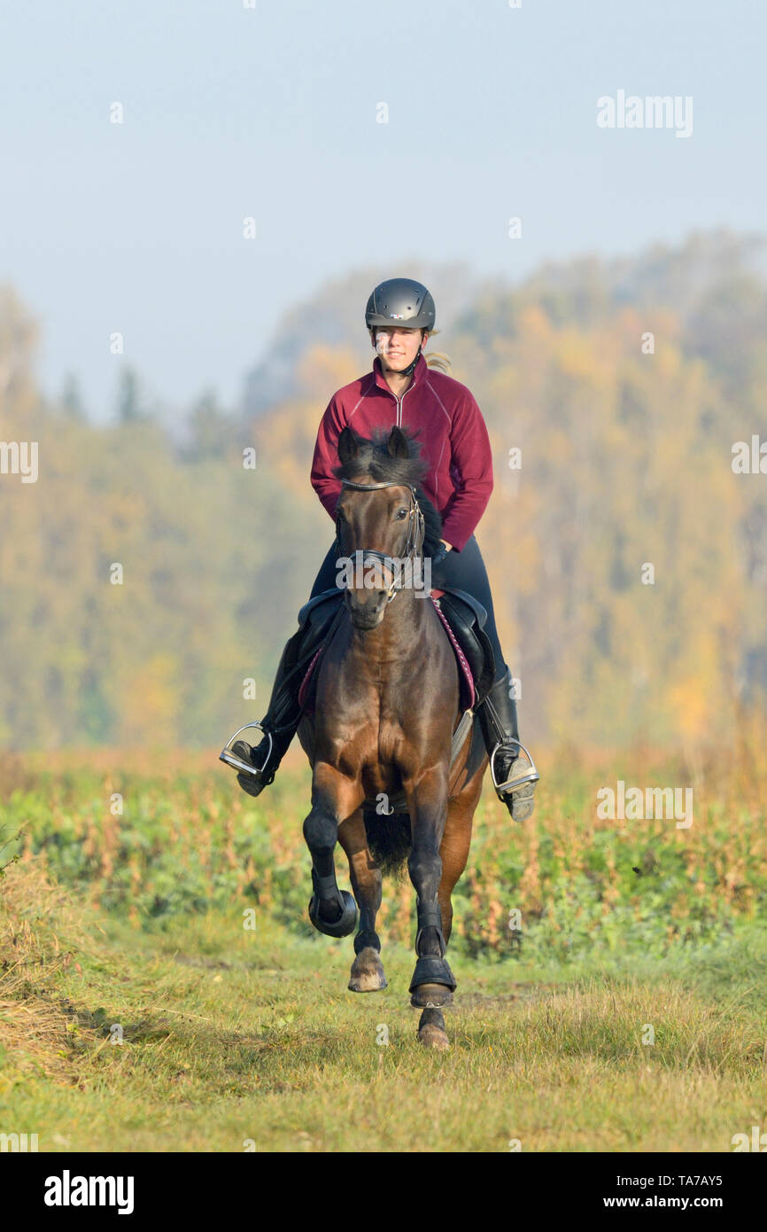 Deutsches Reitpony. Reiter auf Bay Adult gallopieren auf einer Wiese. Deutschland Stockfoto