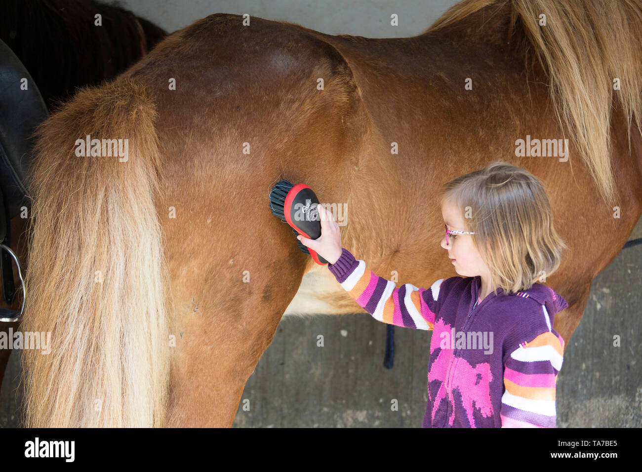 Islandpferd. Mädchen Bürsten eine Chestnut Mare. Österreich Stockfoto