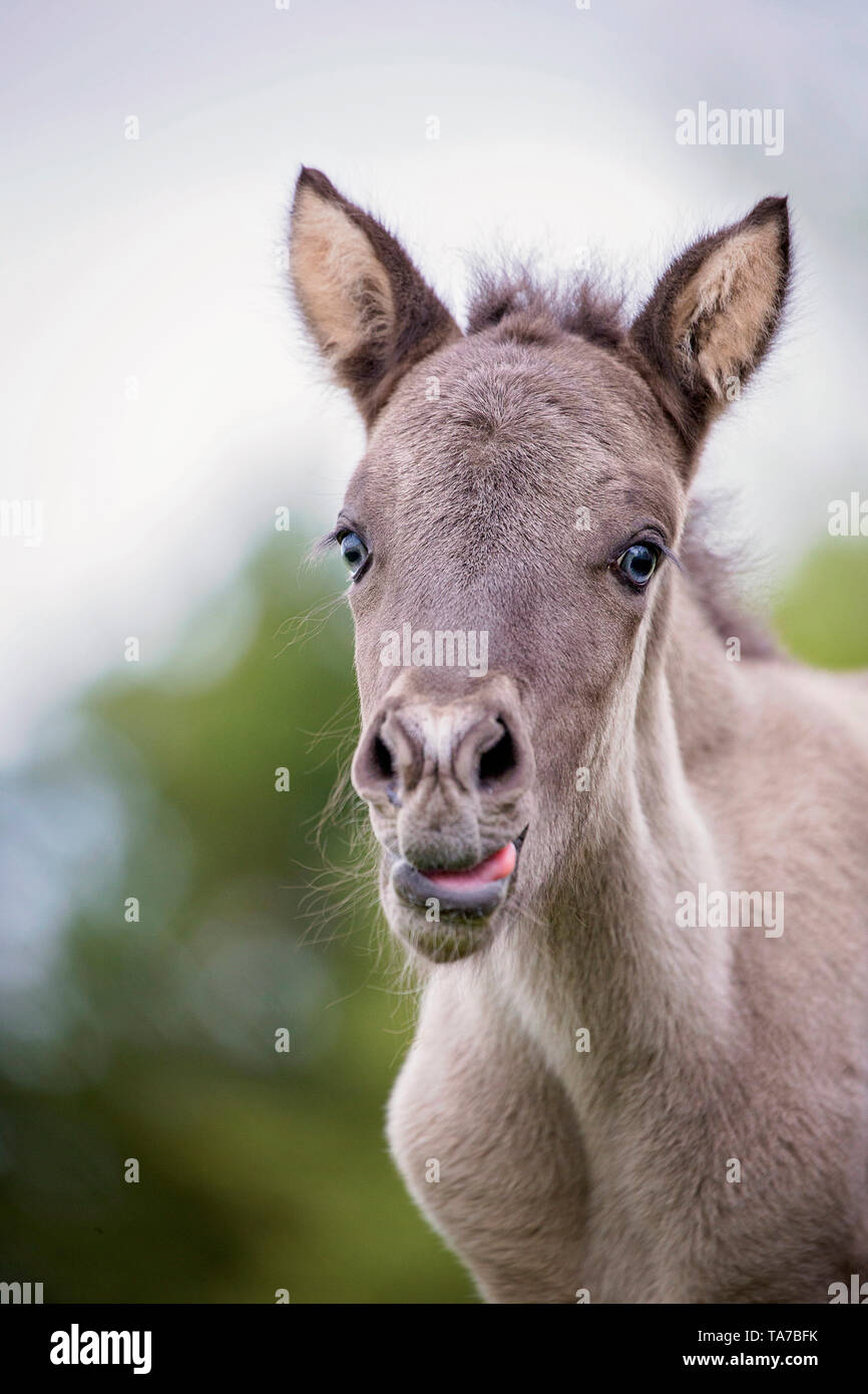 Islandpferd. Portrait von Dun Stute und Fohlen, zeigt seine Zunge. Österreich Stockfoto