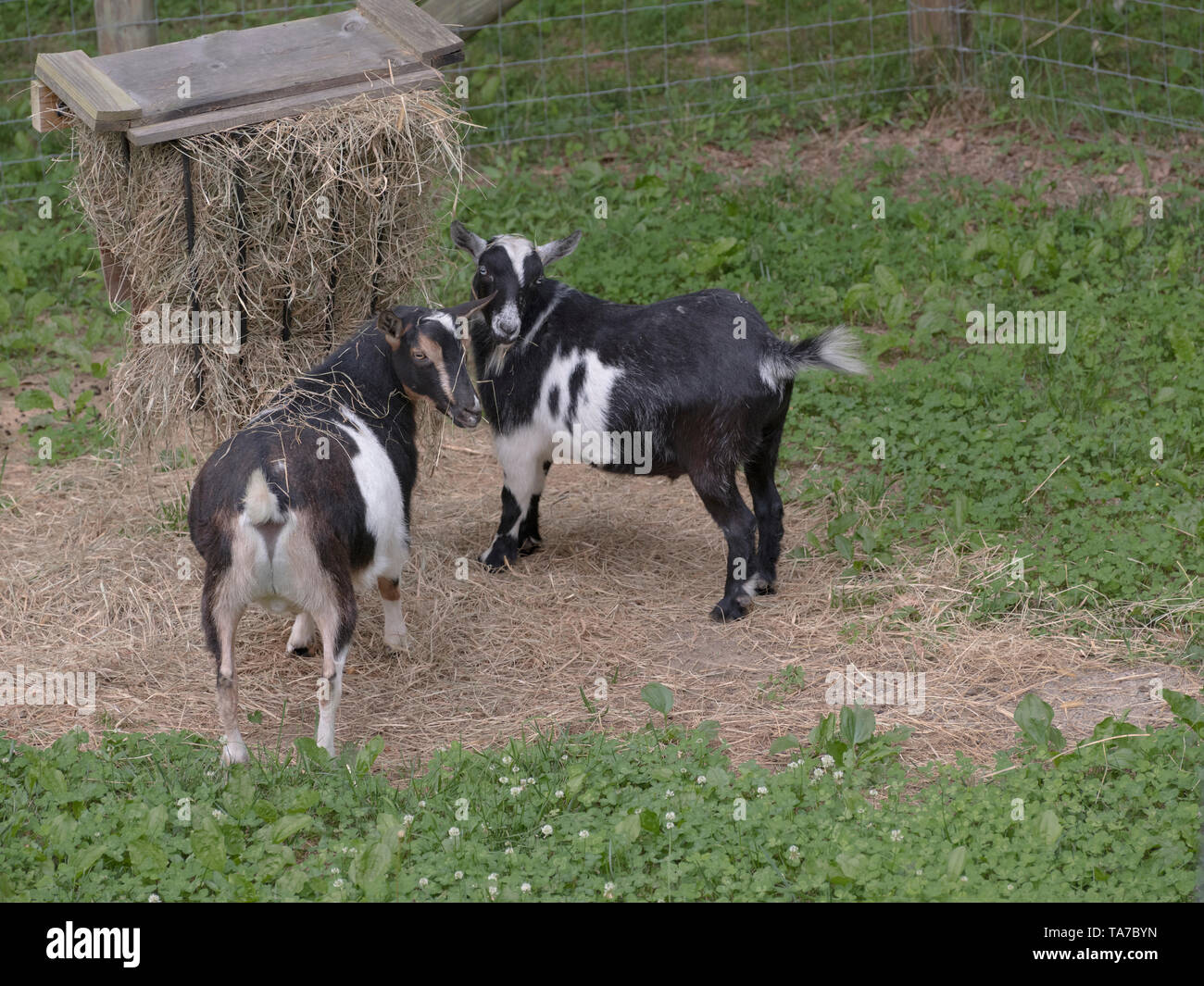 Nigerianische Zwergziegen an Heu feeder Heu essen. Hinterhof kleinen Bauernhof Haustiere. Hobby Farm Vieh. Stockfoto