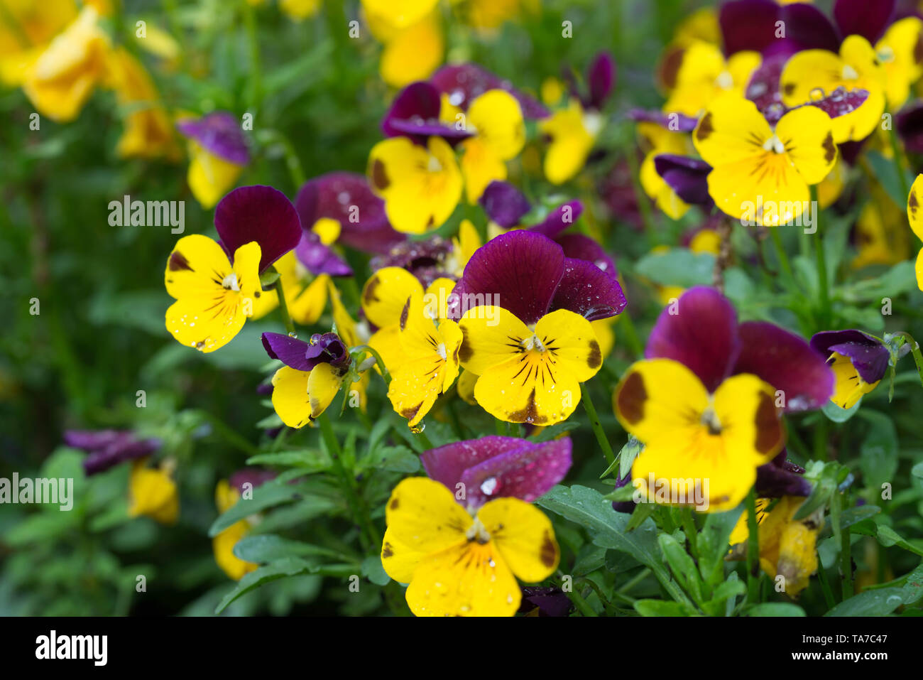 Garten Stiefmütterchen, Viola tricolor Blumen Makro Stockfoto