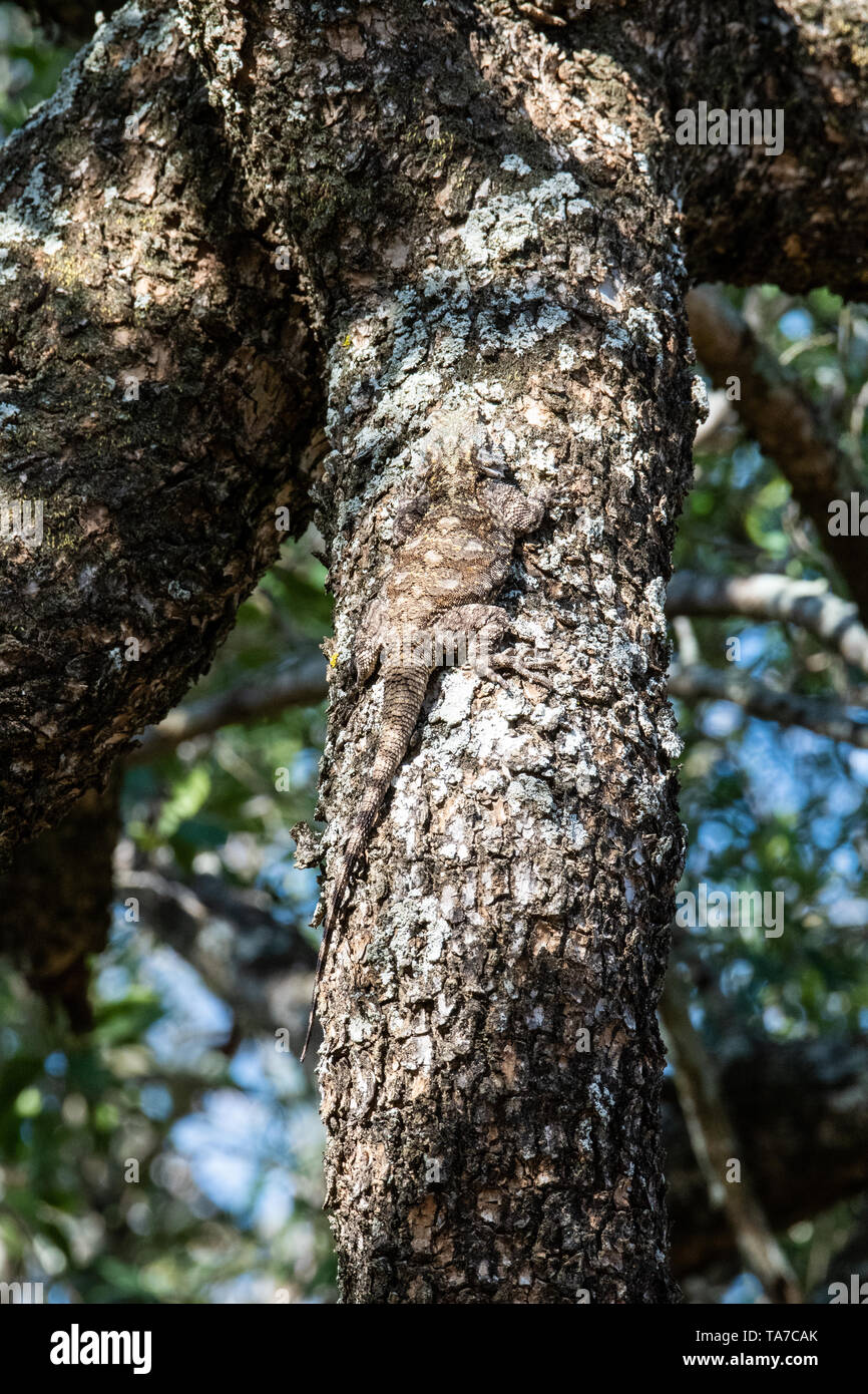 Ein weiblicher Baum Agama auf einem Ast, Südafrika getarnt. Stockfoto