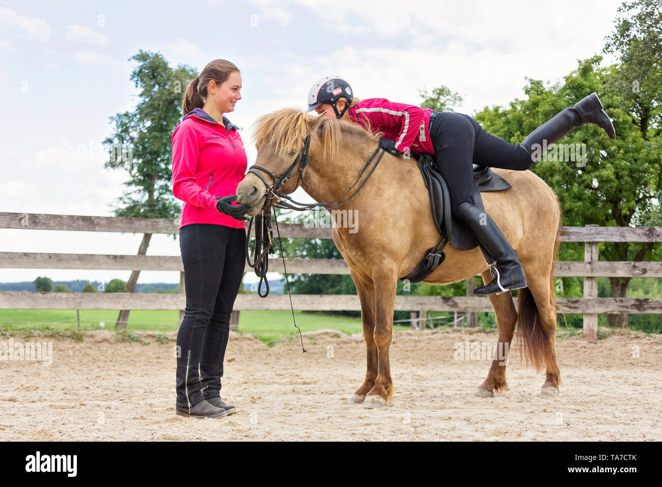 Islandpferd. Die Ausbildung eines jungen Stute. Es lernt, Zaum, Sattel und Reiter zu akzeptieren. Österreich Stockfoto