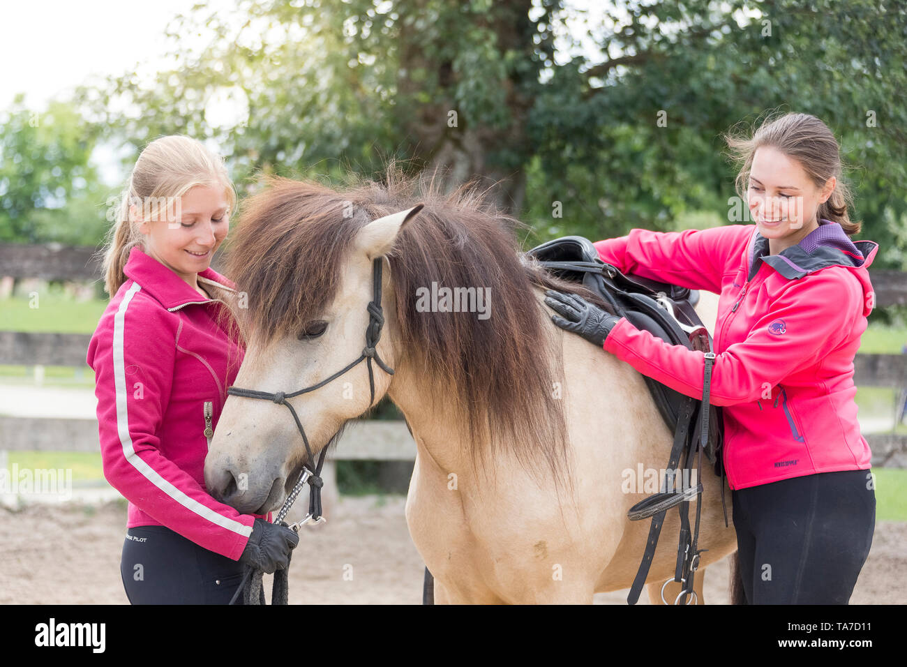 Islandpferd. Juvenile dun Pferd ausgebildet einen Sattel zu akzeptieren. Österreich Stockfoto