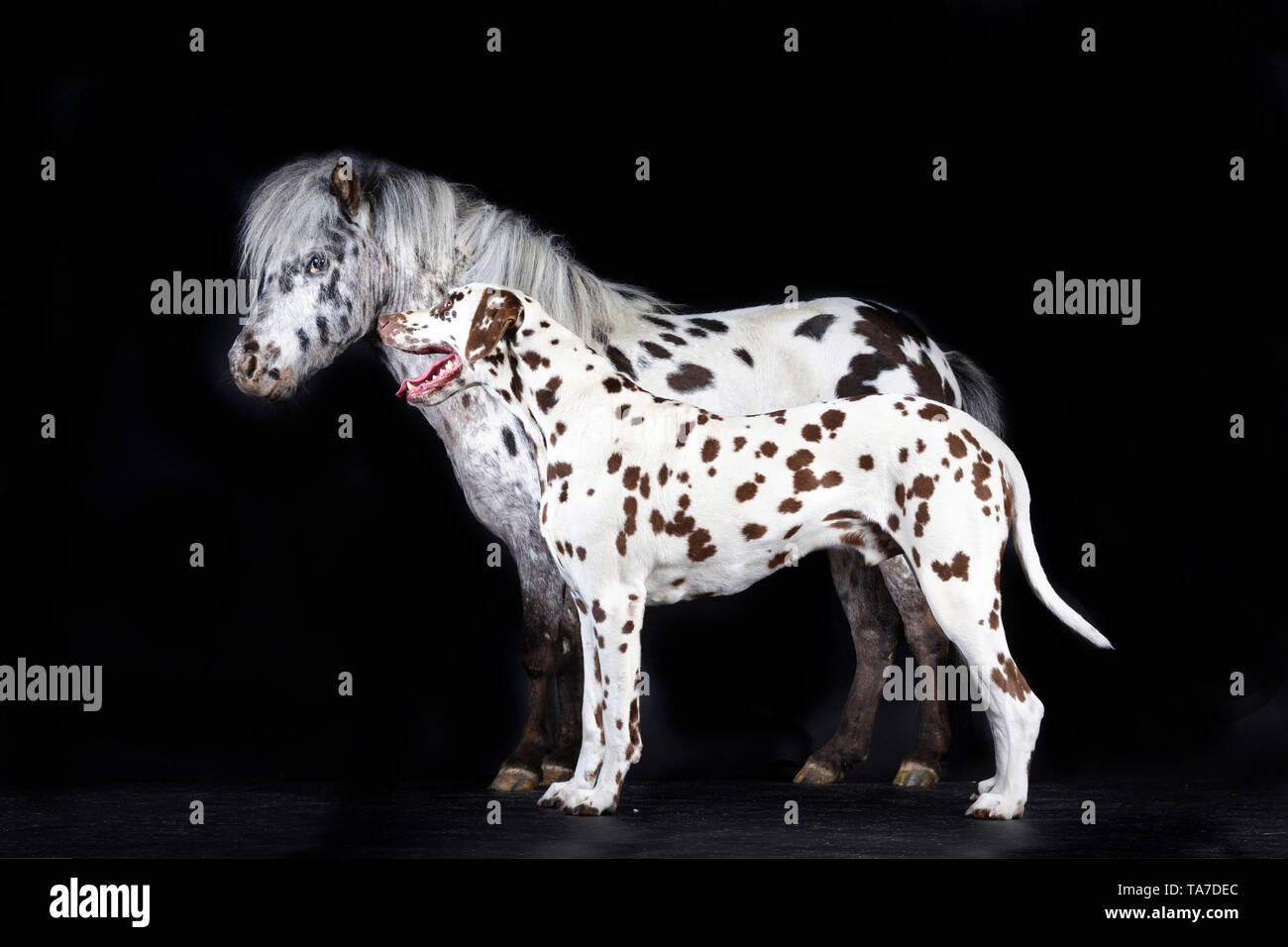 Miniatur Appaloosa und Dalmatiner Hund. Nach Pferd und nach dogstanding, gesehen - auf. Studio Bild vor einem schwarzen Hintergrund. Deutschland Stockfoto