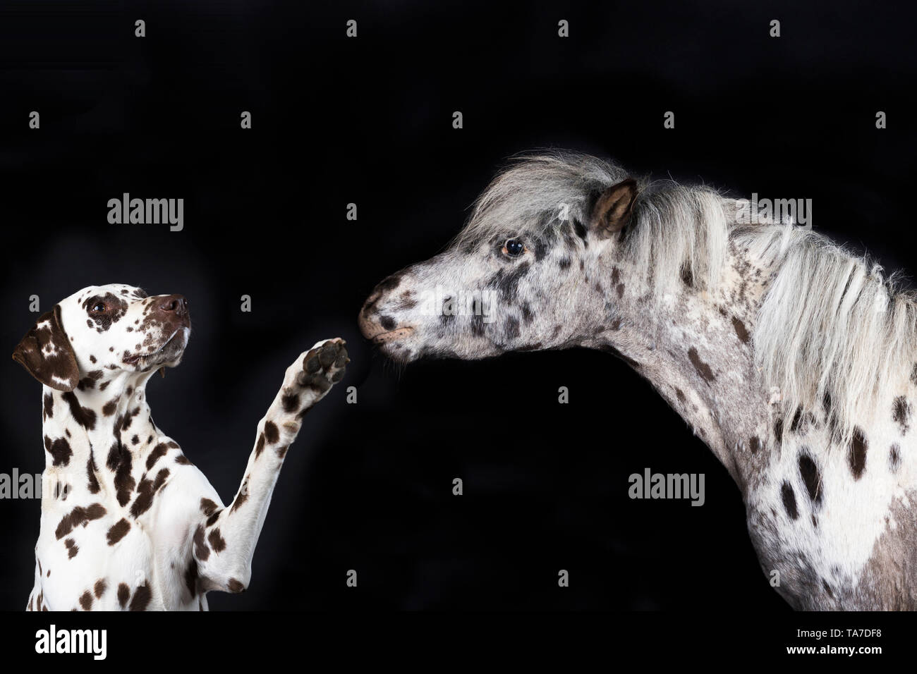Miniatur Appaloosa und Dalmatiner Hund. Nach Pferd und erwachsener Hund Anheben der vorderen Bein. Studio Bild vor einem schwarzen Hintergrund. Deutschland Stockfoto