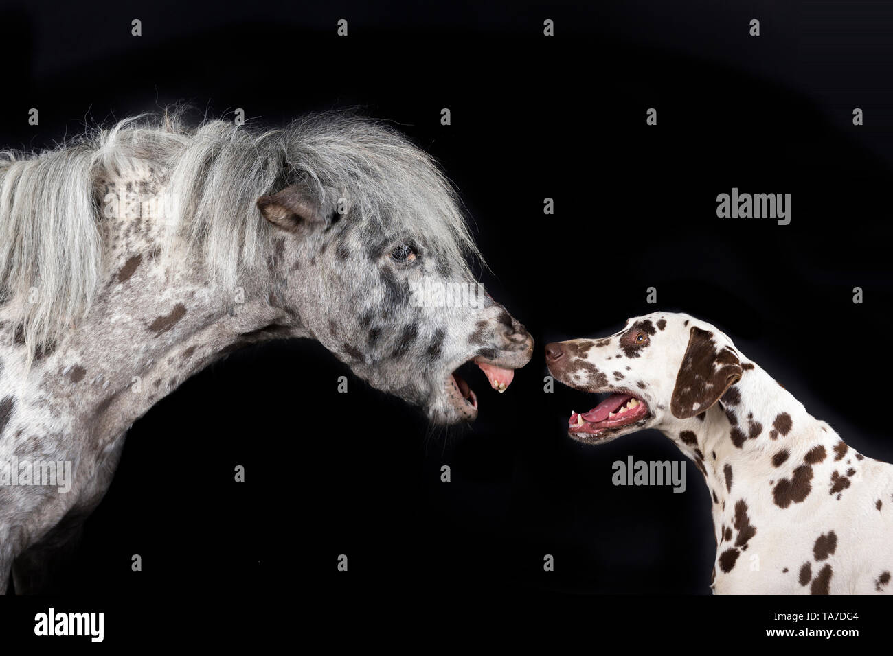 Miniatur Appaloosa und Dalmatiner Hund. Nach Pferd und erwachsener Hund Nase an Nase. Studio Bild vor einem schwarzen Hintergrund. Deutschland Stockfoto