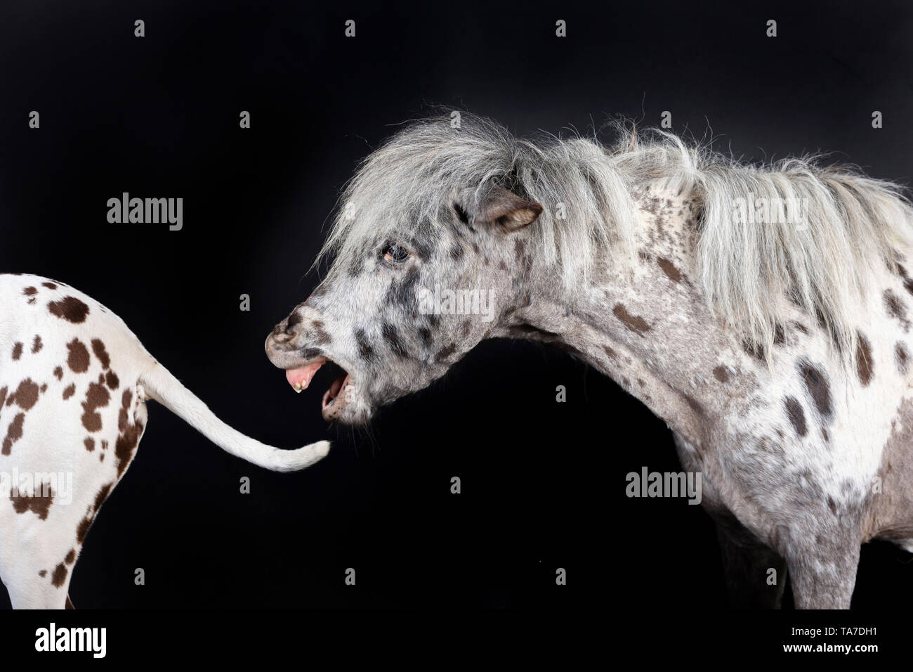 Miniatur Appaloosa und Dalmatiner Hund. Ein Pferd packt den Schwanz eines Hundes. Studio Bild vor einem schwarzen Hintergrund. Deutschland Stockfoto