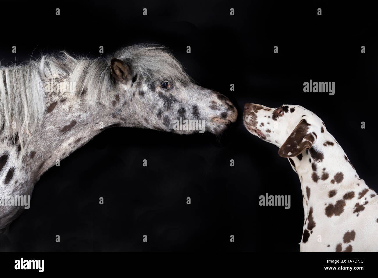 Miniatur Appaloosa und Dalmatiner Hund. Nach Pferd und erwachsener Hund Nase an Nase. Studio Bild vor einem schwarzen Hintergrund. Deutschland Stockfoto