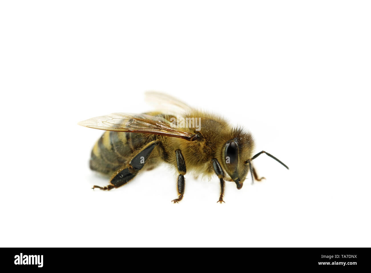 Biene makro Seitenansicht auf weißem Hintergrund, in der Nähe von Honeybee Stockfoto