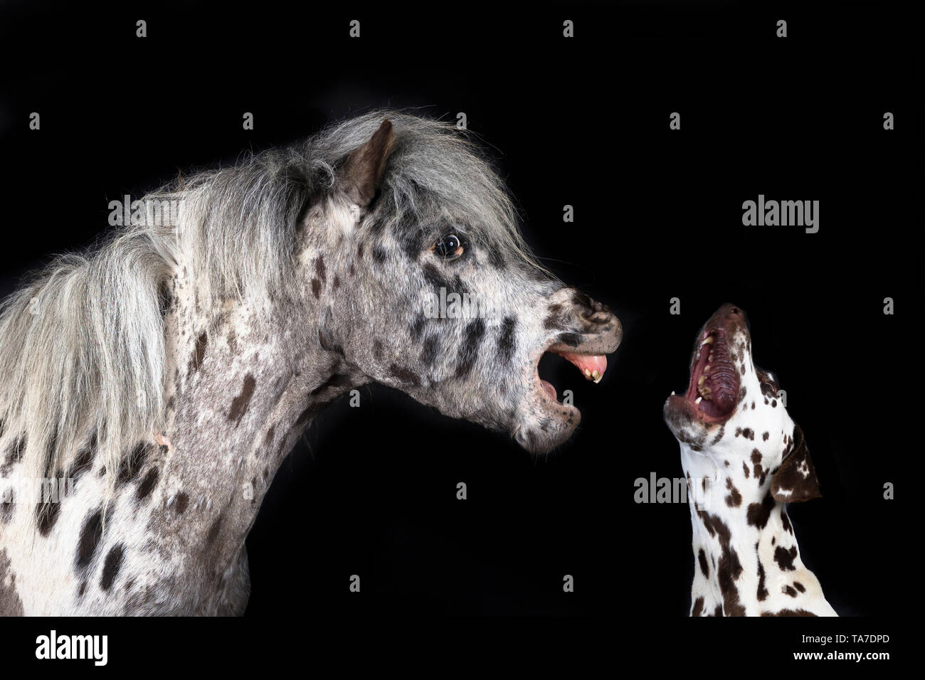 Miniatur Appaloosa und Dalmatiner Hund. Nach Pferd wiehern und erwachsener Hund zu heulen. Studio Bild vor einem schwarzen Hintergrund. Deutschland Stockfoto
