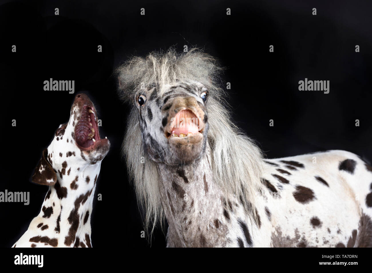 Miniatur Appaloosa und Dalmatiner Hund. Nach Pferd wiehern und erwachsener Hund zu heulen. Studio Bild vor einem schwarzen Hintergrund. Deutschland Stockfoto