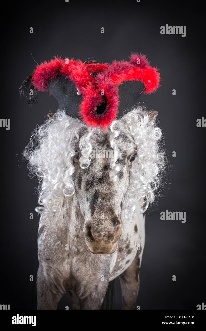 Miniatur Appaloosa. Portrait von Erwachsenen Pferd, das Tragen eines tricorne Hut. Studio Bild vor einem schwarzen Hintergrund. Deutschland Stockfoto