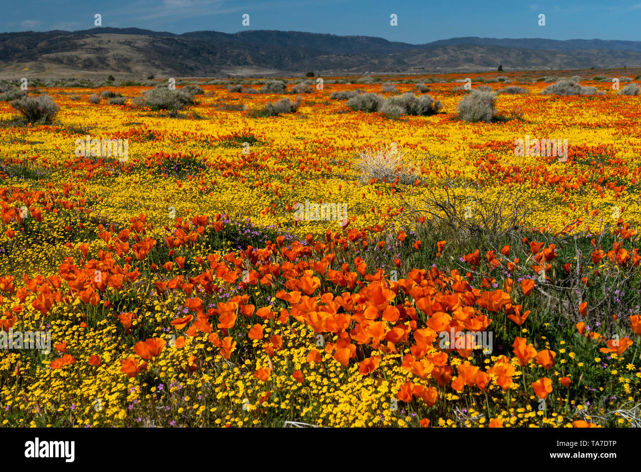 Die Hügel und Ebenen in Wildblumen der2019 super Blüte im Antelope Valley, in der Nähe von Lancaster, Kalifornien, USA. Stockfoto