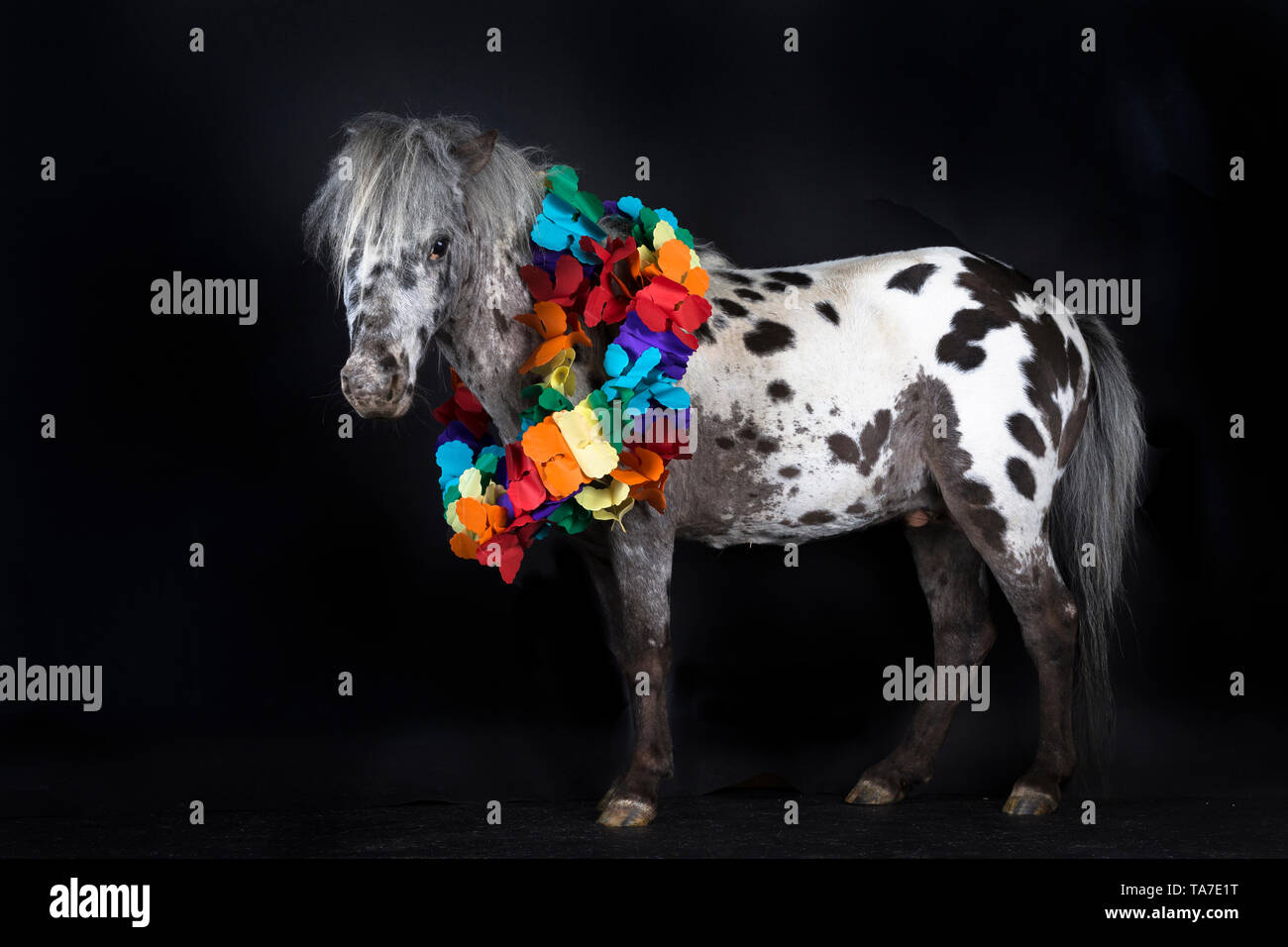 Miniatur Appaloosa. Nach Pferd stehend, tragen bunte Girlande Studio Bild vor einem schwarzen Hintergrund. Deutschland Stockfoto