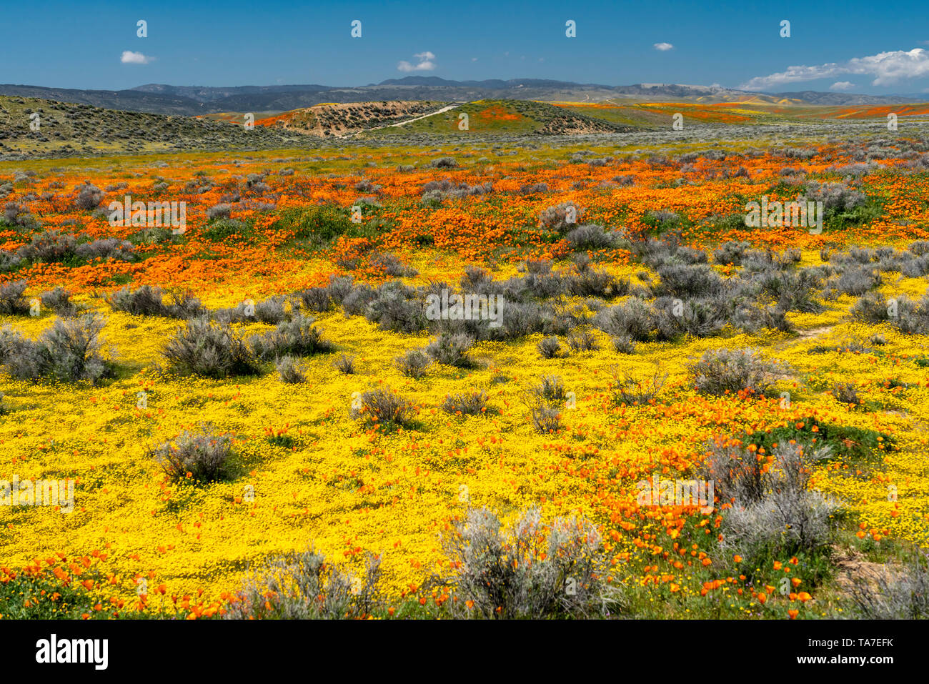 Die Hügel und Ebenen in Wildblumen der2019 super Blüte im Antelope Valley, in der Nähe von Lancaster, Kalifornien, USA. Stockfoto